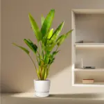 Strelitzia Augusta multi-stam kamerplant