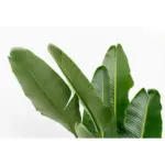 Strelitzia Augusta multi-stam kamerplant