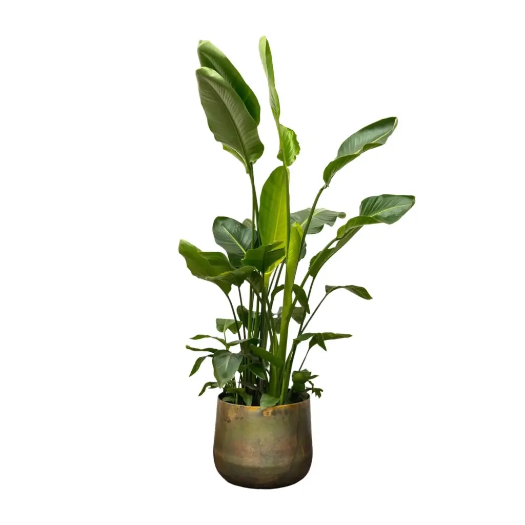 Strelitzia Nicolai de luxe kamerplant