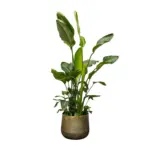 Strelitzia Nicolai de luxe kamerplant