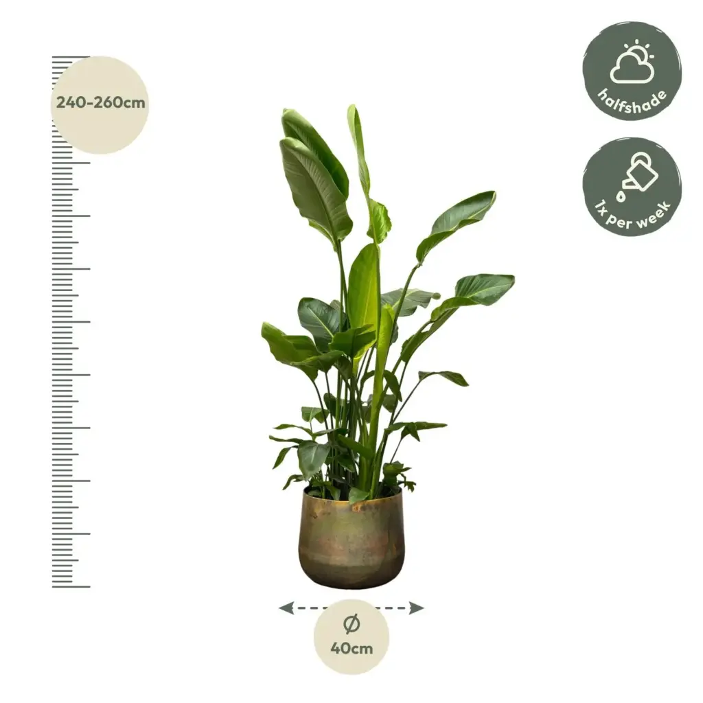 Strelitzia Nicolai de luxe kamerplant