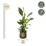 Strelitzia Nicolai de luxe kamerplant