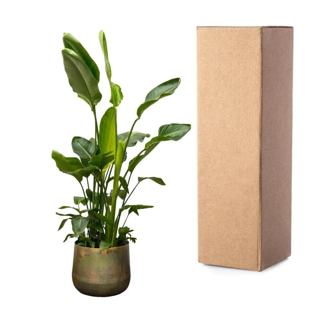 Strelitzia Nicolai de luxe kamerplant