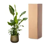 Strelitzia Nicolai de luxe kamerplant