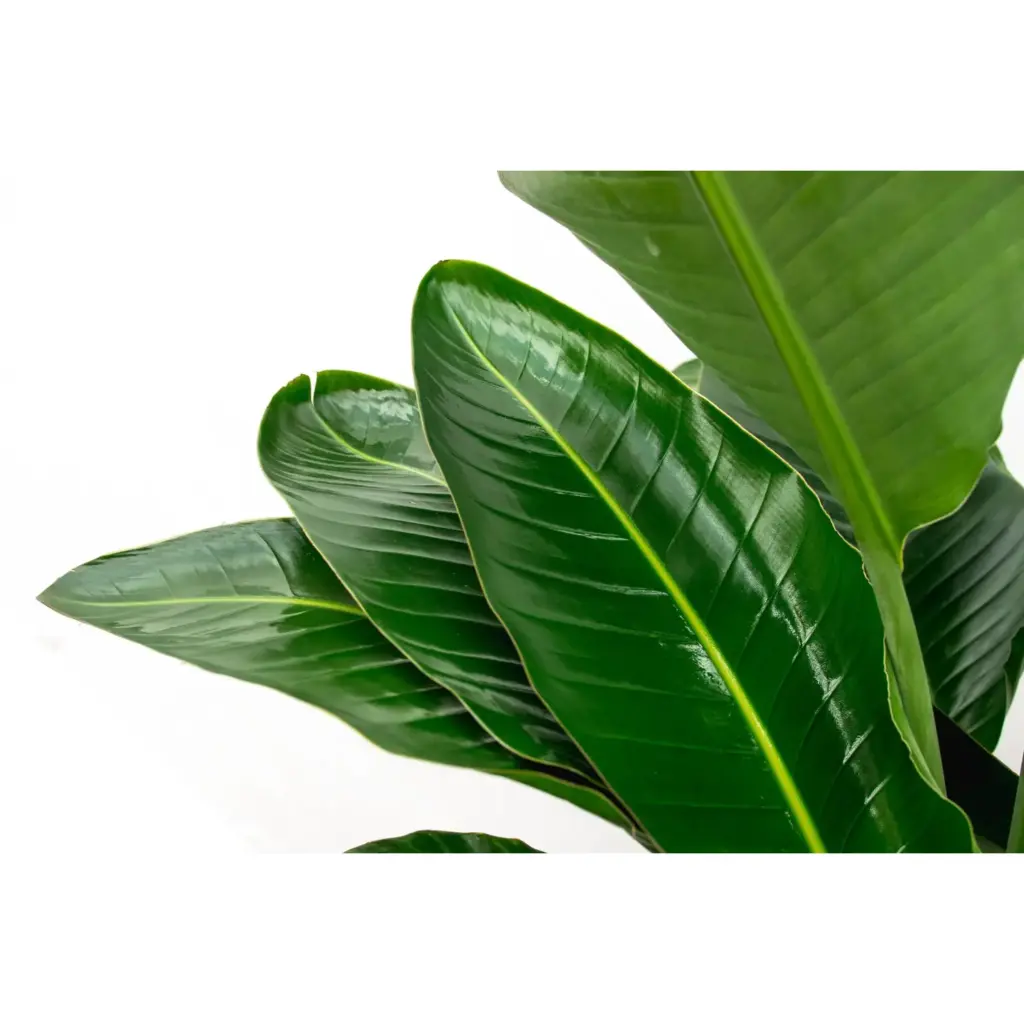 Strelitzia Nicolai de luxe kamerplant