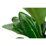 Strelitzia Nicolai de luxe kamerplant