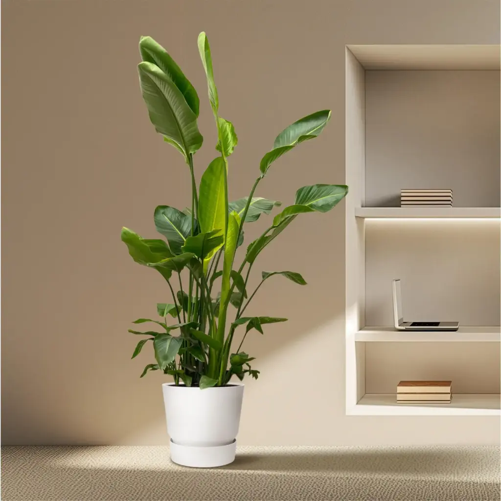 Strelitzia Nicolai de luxe kamerplant