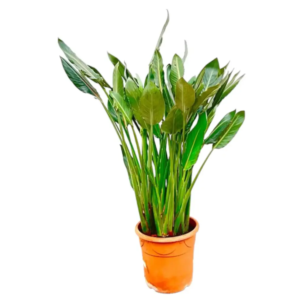 Strelitzia Reginae kamerplant – paradijsvogelbloem