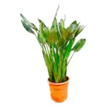 Strelitzia Reginae kamerplant – paradijsvogelbloem