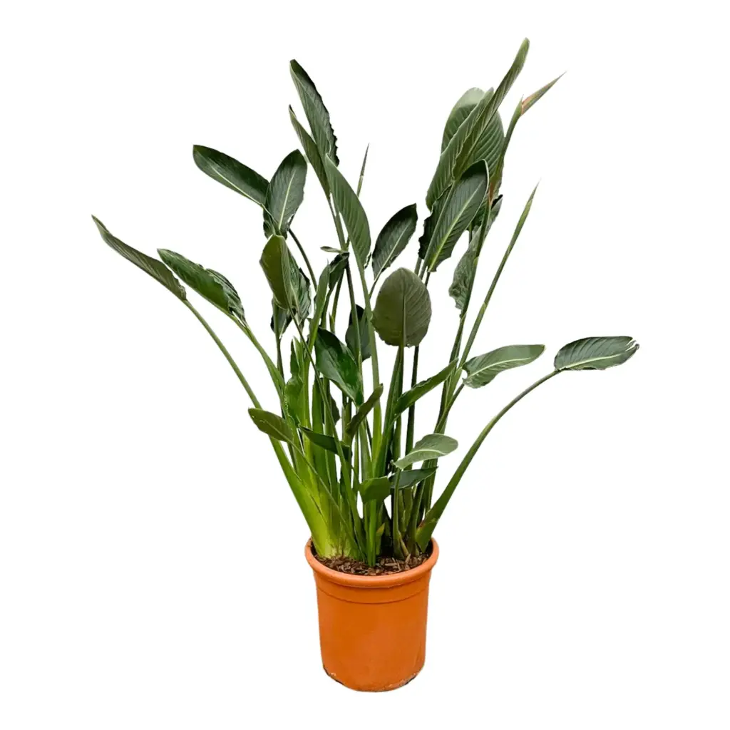 Strelitzia Reginae kamerplant – paradijsvogelbloem