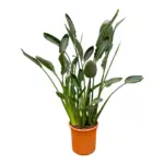 Strelitzia Reginae kamerplant – paradijsvogelbloem