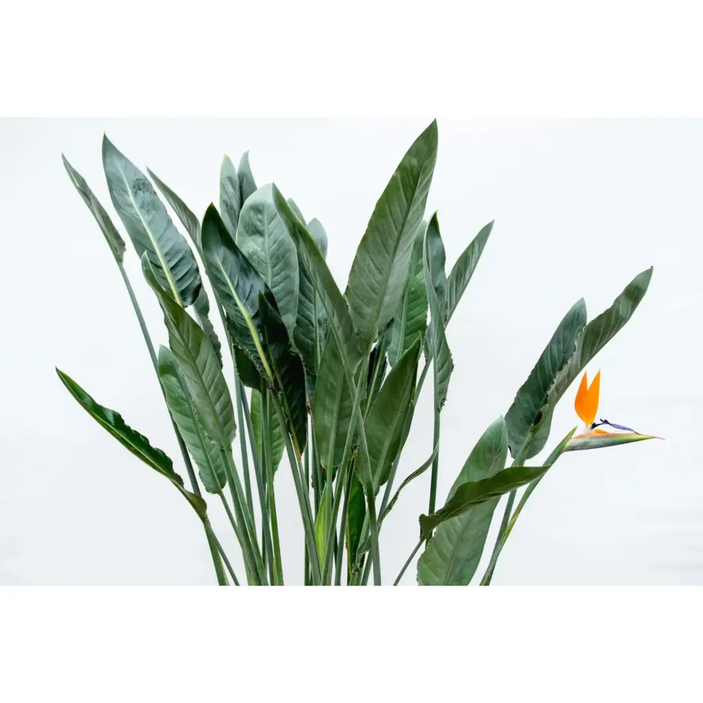 Strelitzia Reginae kamerplant – paradijsvogelbloem