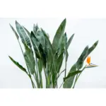 Strelitzia Reginae kamerplant – paradijsvogelbloem