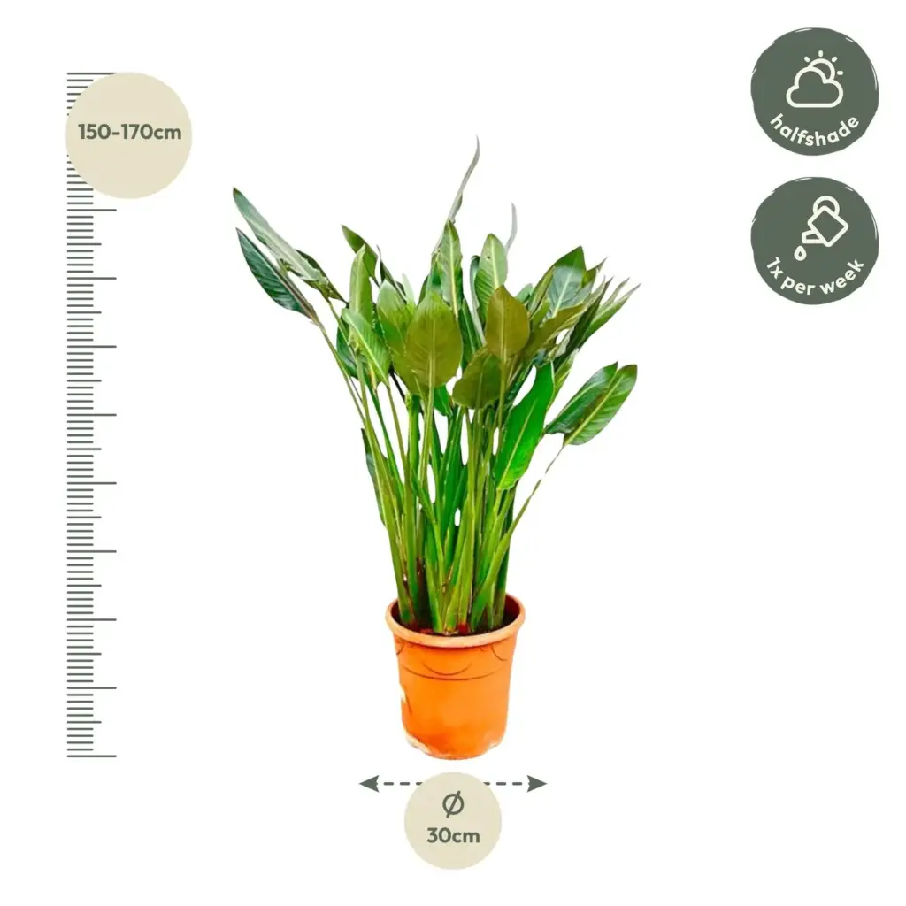 Strelitzia Reginae kamerplant – paradijsvogelbloem