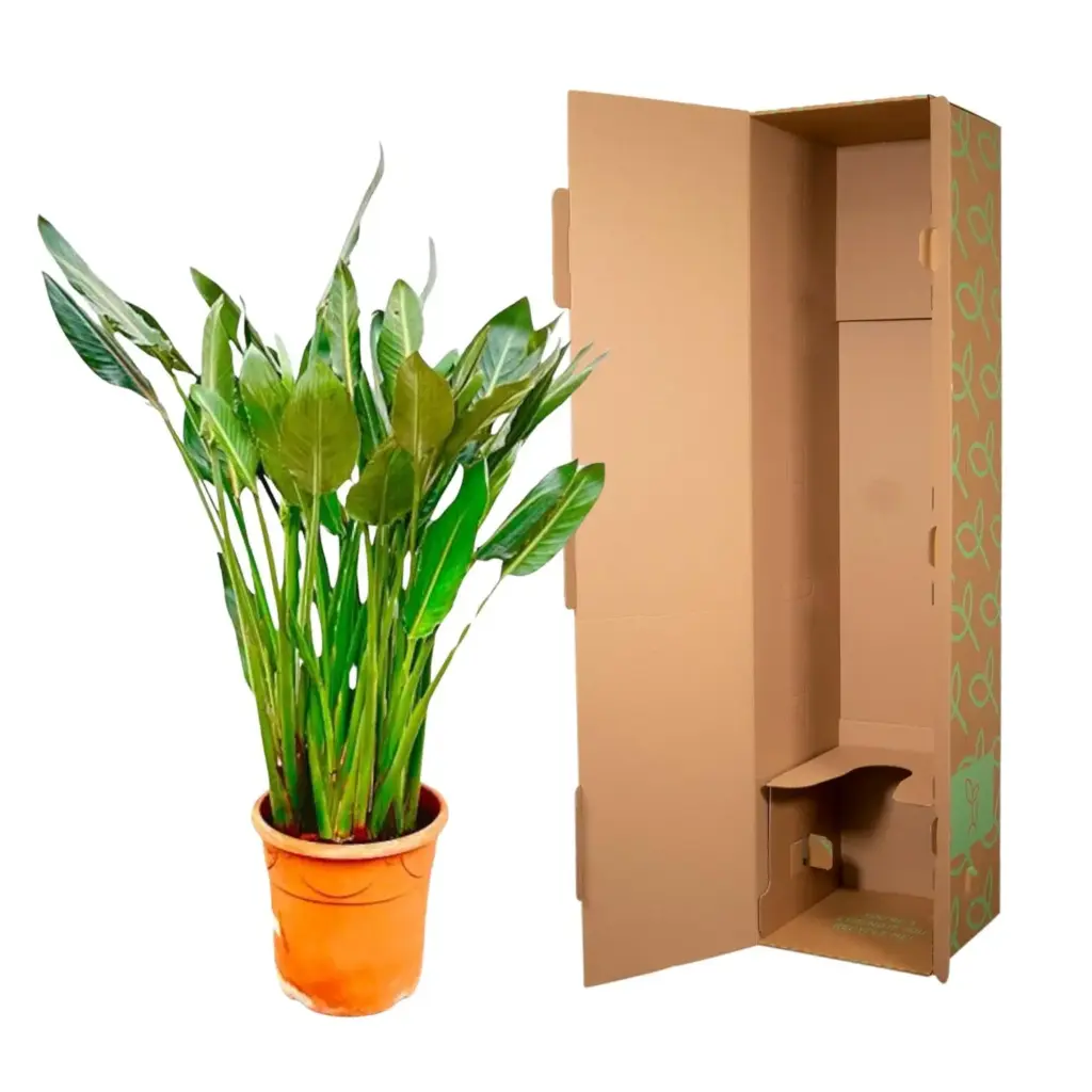 Strelitzia Reginae kamerplant – paradijsvogelbloem
