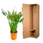 Strelitzia Reginae kamerplant – paradijsvogelbloem