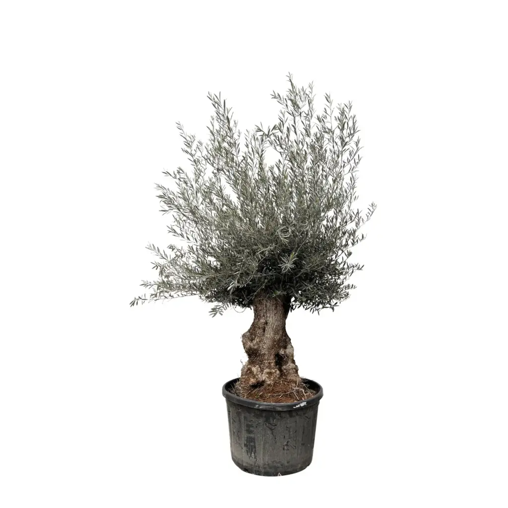 Olea Europaea Bonsai – grote olijfboom voor buiten