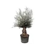 Olea Europaea Bonsai – grote olijfboom voor buiten