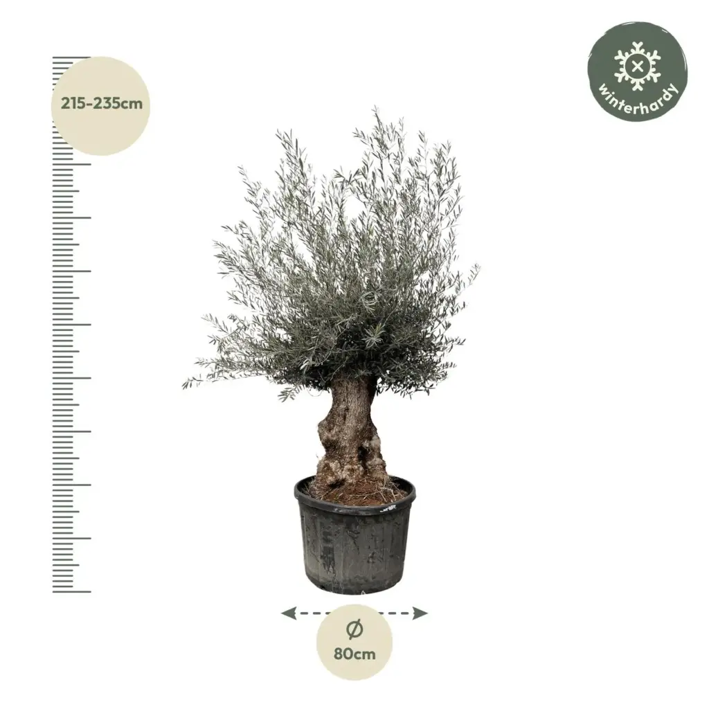 Olea Europaea Bonsai – grote olijfboom voor buiten