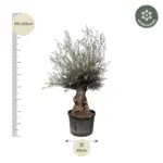 Olea Europaea Bonsai – grote olijfboom voor buiten