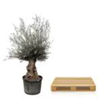 Olea Europaea Bonsai – grote olijfboom voor buiten