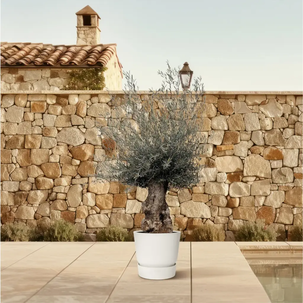 Olea Europaea Bonsai – grote olijfboom voor buiten