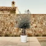 Olea Europaea Bonsai – grote olijfboom voor buiten