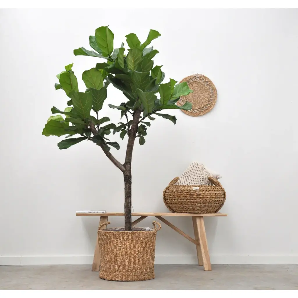 Mand Jack plantenmand van riet