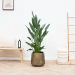 Indigo Vintage Gold sierpot – eigentijdse bloempot