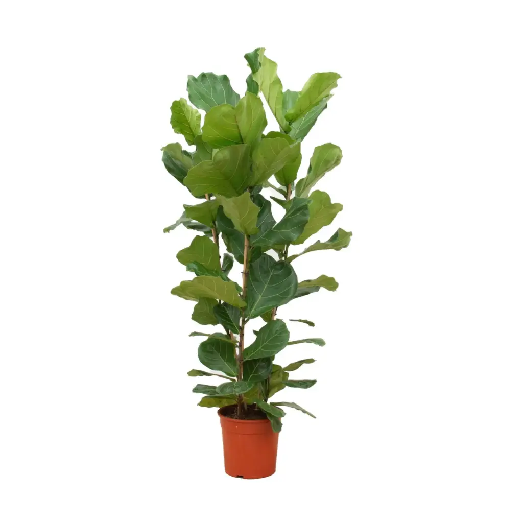 Ficus Lyrata struik – kamerplant met brede bladeren