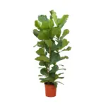 Ficus Lyrata struik – kamerplant met brede bladeren