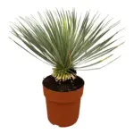 Yucca Rostrata op stam – kamerplant met stamvorm