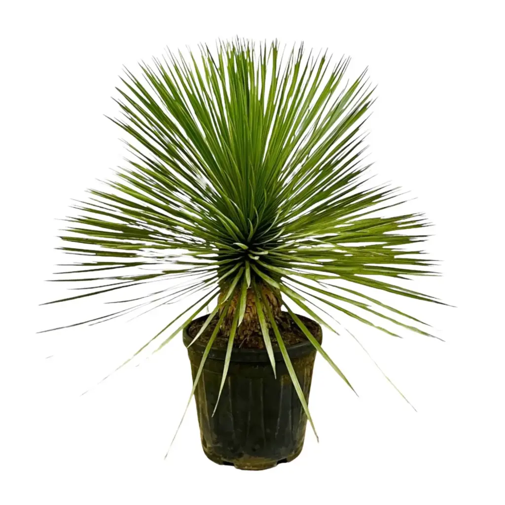 Yucca Rostrata op stam – kamerplant met stamvorm