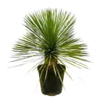 Yucca Rostrata op stam – kamerplant met stamvorm