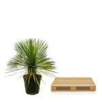 Yucca Rostrata op stam – kamerplant met stamvorm