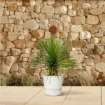 Yucca Rostrata op stam – kamerplant met stamvorm