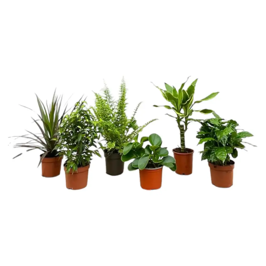 Verrassingsbox met 6 kamerplanten – verrassend assortiment