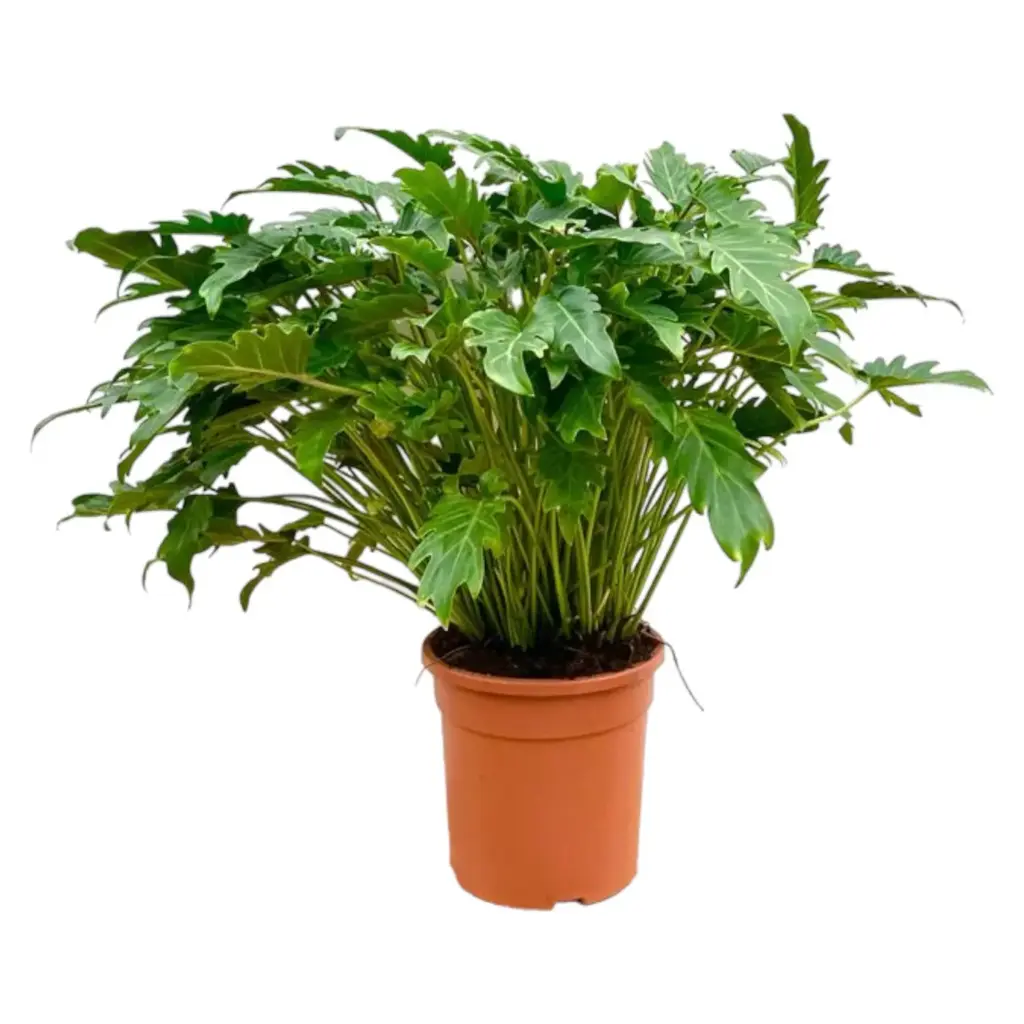 Philodendron Xanadu kamerplant