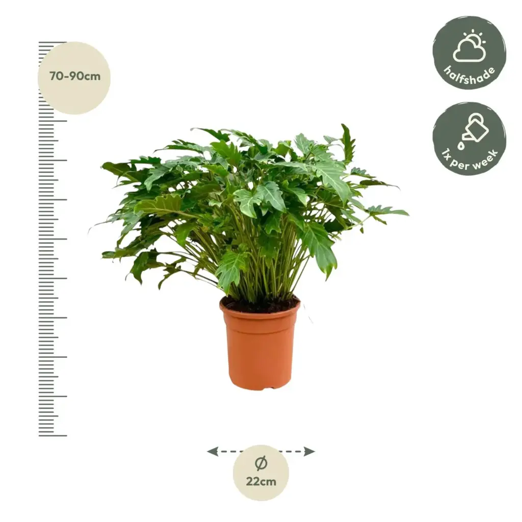 Philodendron Xanadu kamerplant