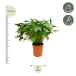 Philodendron Xanadu kamerplant