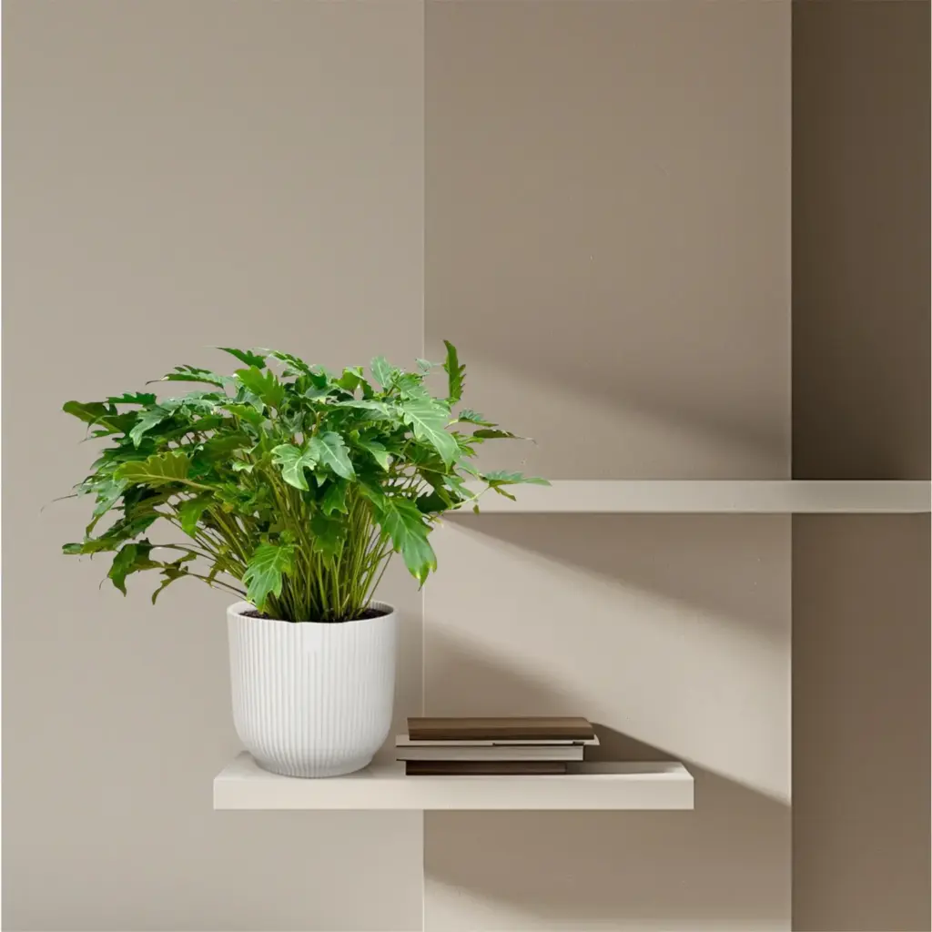 Philodendron Xanadu kamerplant