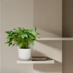 Philodendron Xanadu kamerplant