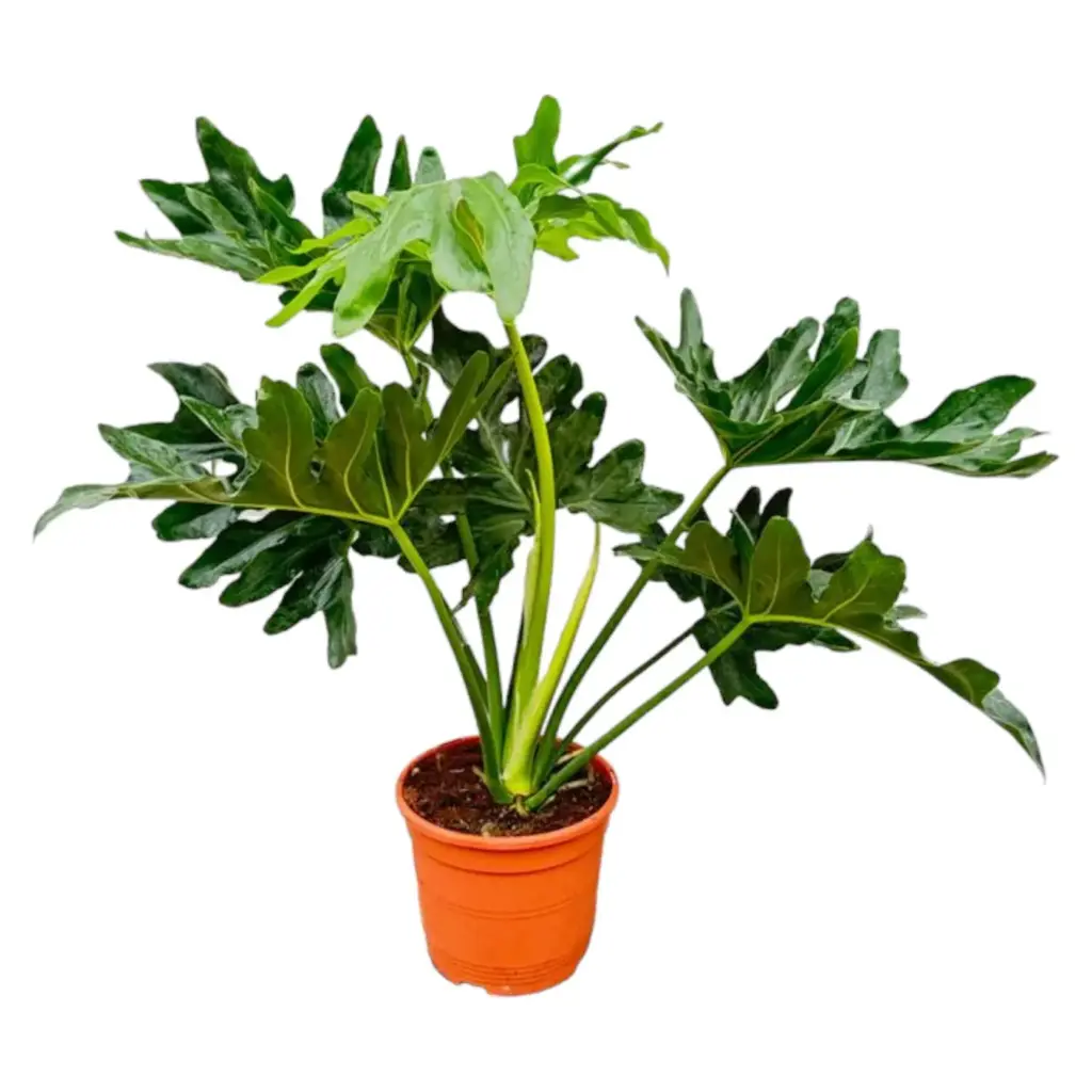 Philodendron Selloum kamerplant