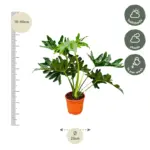 Philodendron Selloum kamerplant