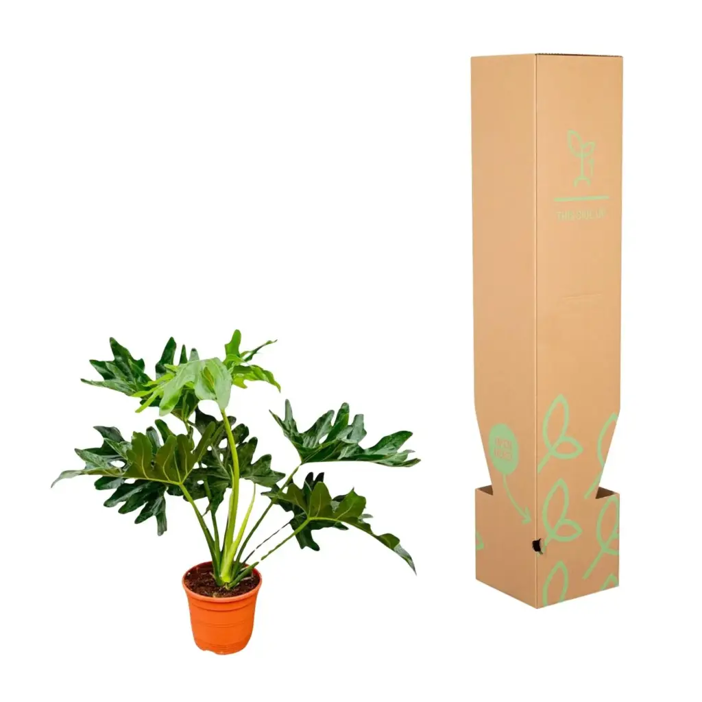 Philodendron Selloum kamerplant