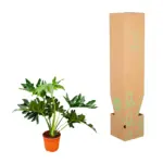 Philodendron Selloum kamerplant
