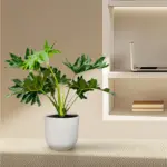 Philodendron Selloum kamerplant