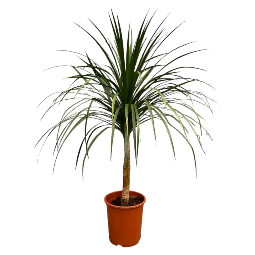 Dracaena Draco kamerplant – bijzondere drakenboom