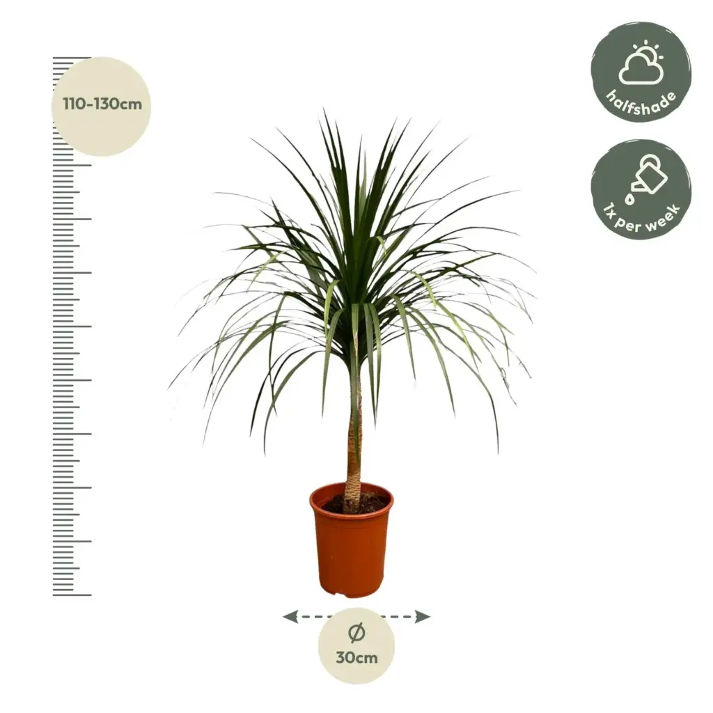 Dracaena Draco kamerplant – bijzondere drakenboom