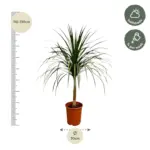 Dracaena Draco kamerplant – bijzondere drakenboom